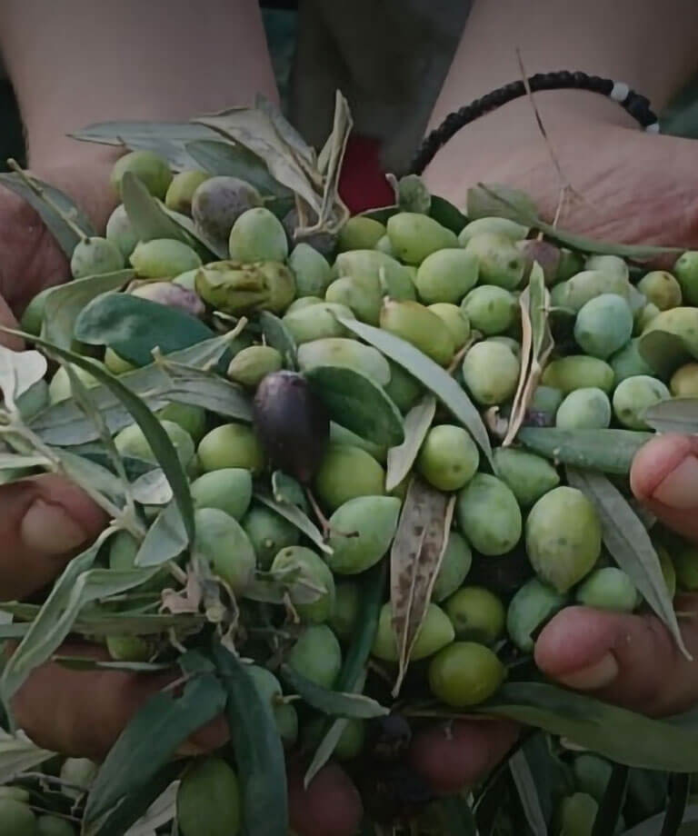 Hochwertiges Olivenöl aus Kreta